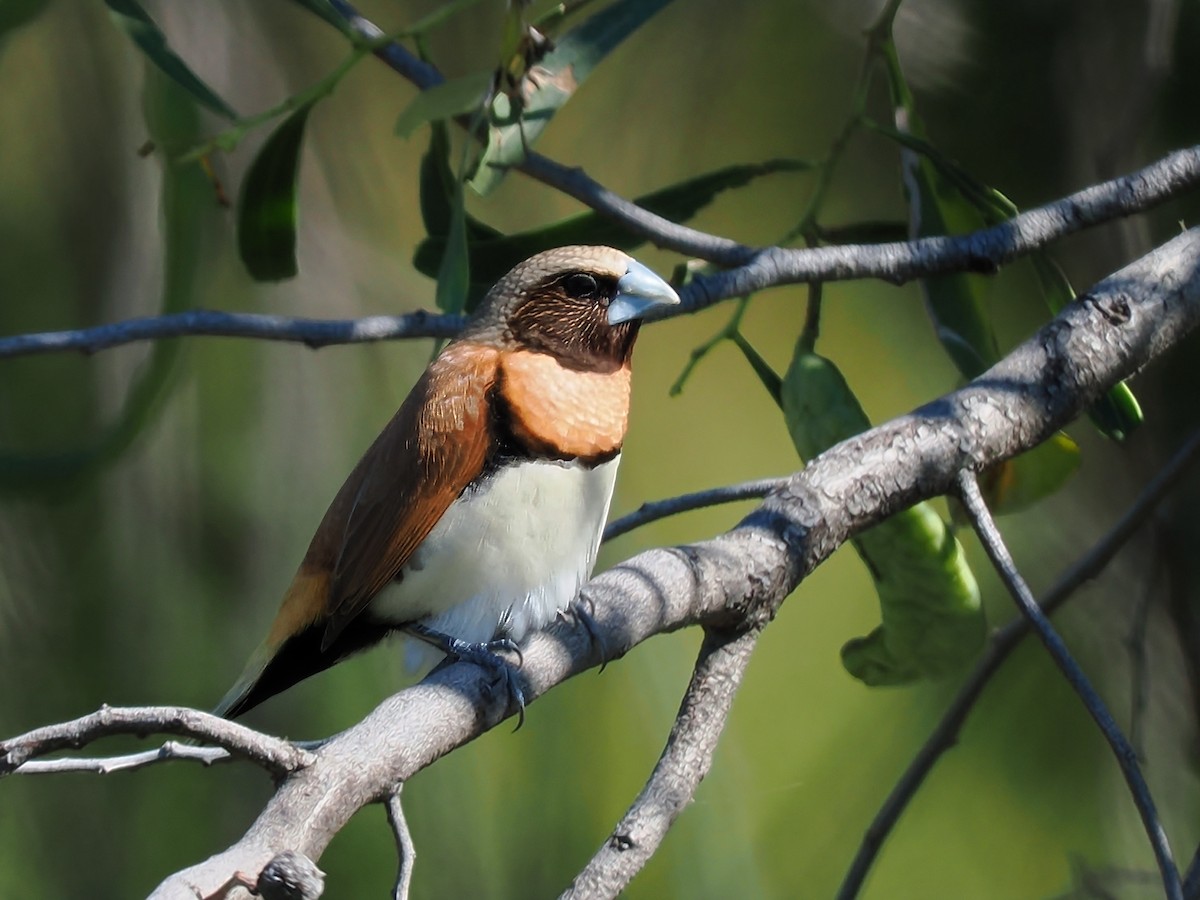 Chestnut-breasted Munia - ML623101893