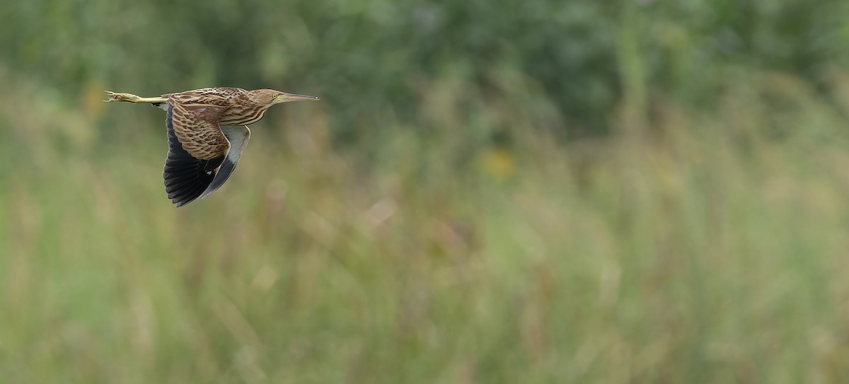 Yellow Bittern - ML623101916