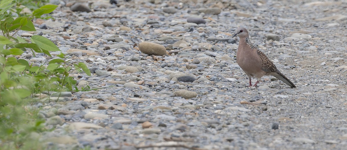 Spotted Dove (Western) - ML623101941