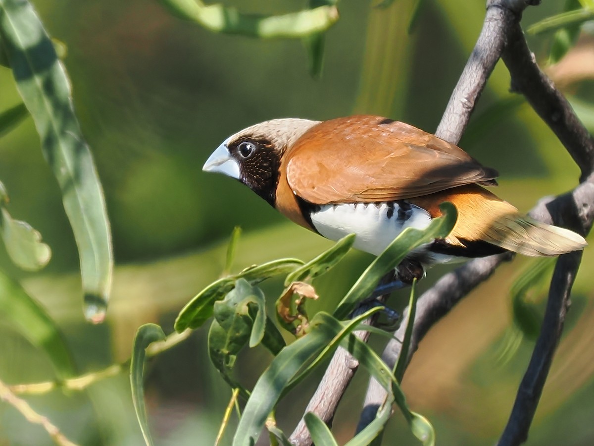 Chestnut-breasted Munia - ML623101948