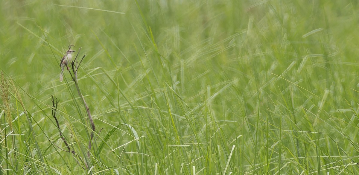 Plain Prinia - ML623101949