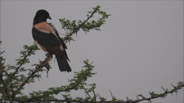 Rosy Starling - ML623101980