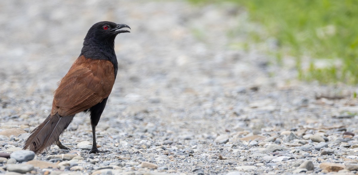 Greater Coucal (Greater) - ML623102002