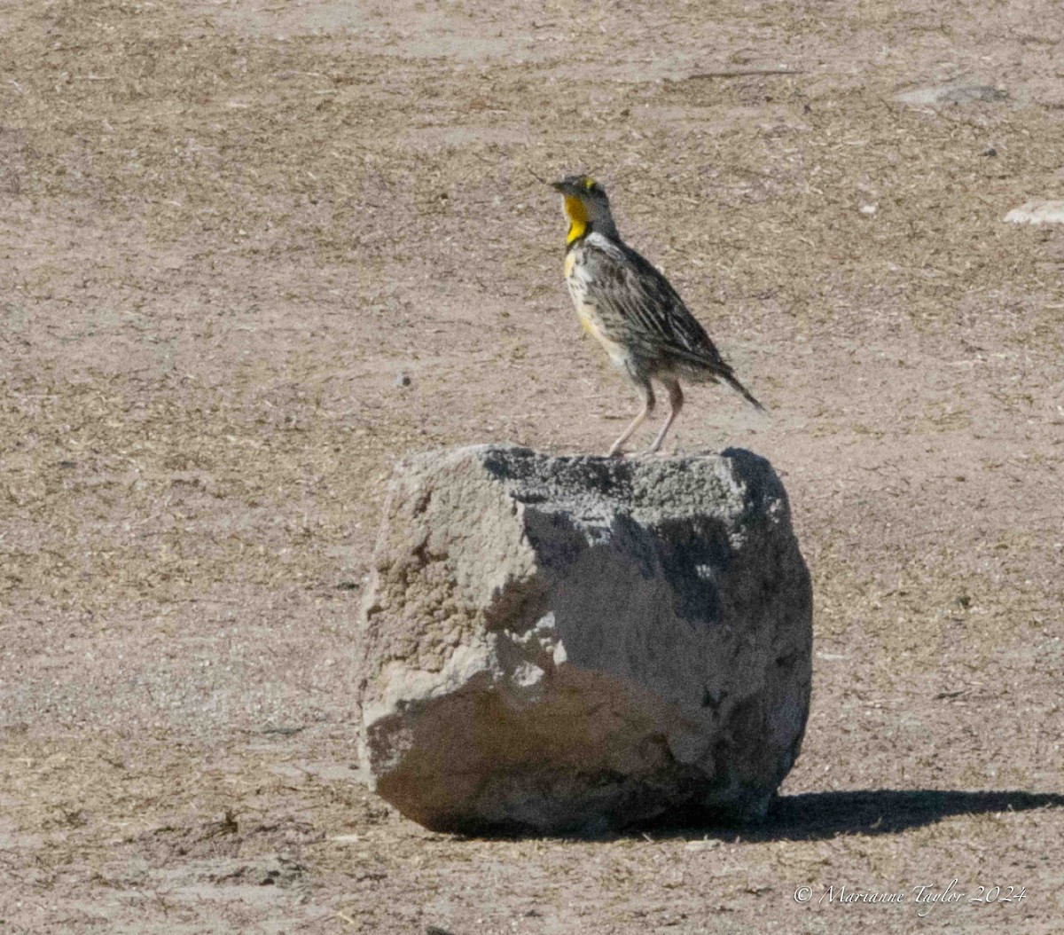 Chihuahuan Meadowlark - ML623102014