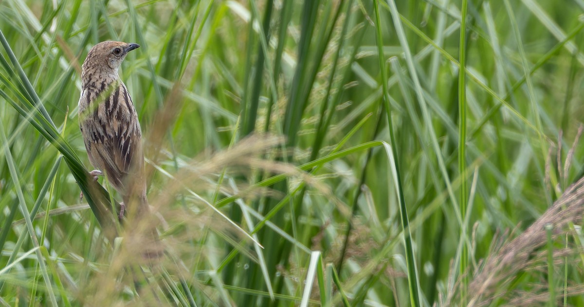 Bristled Grassbird - ML623102026