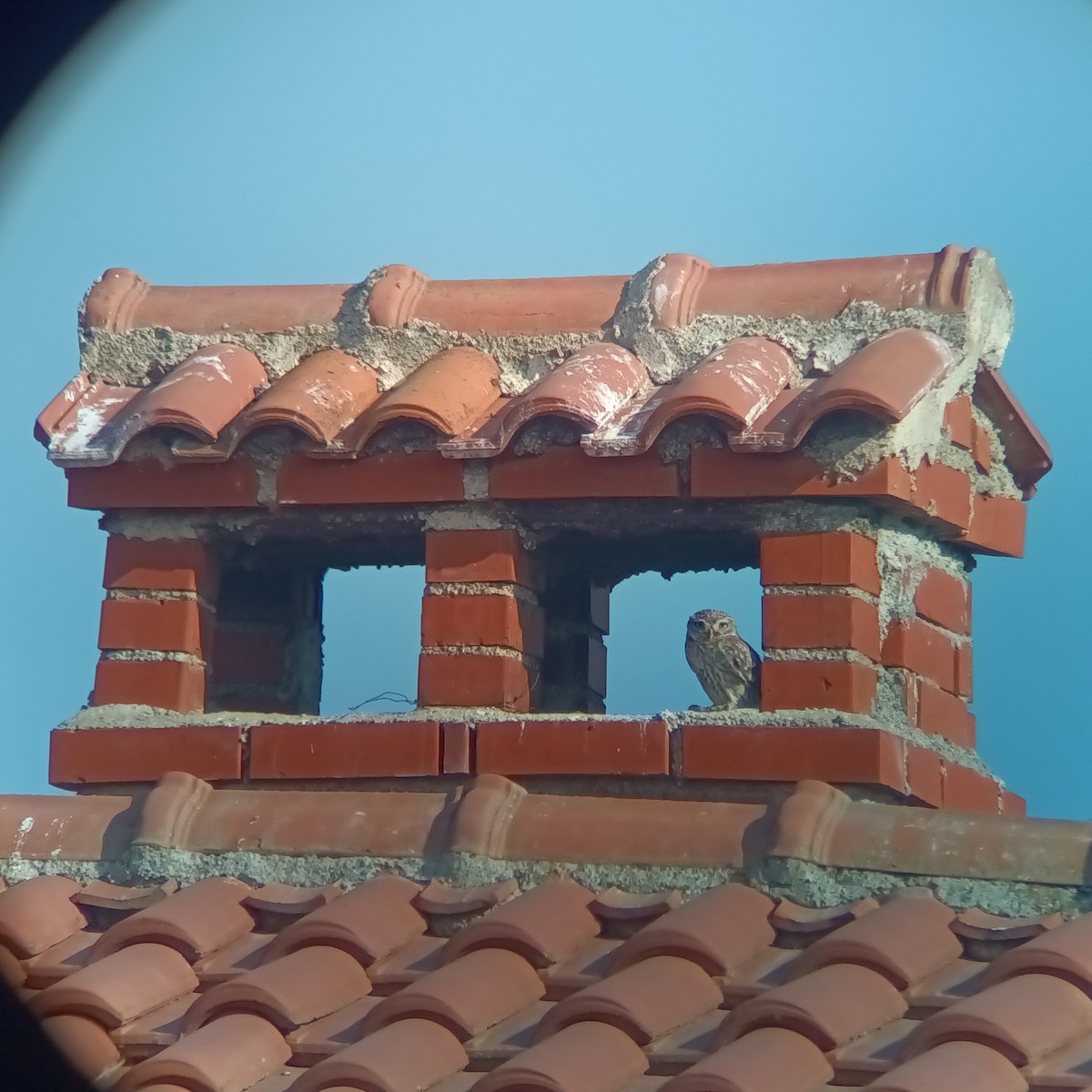 Little Owl - ML623102042