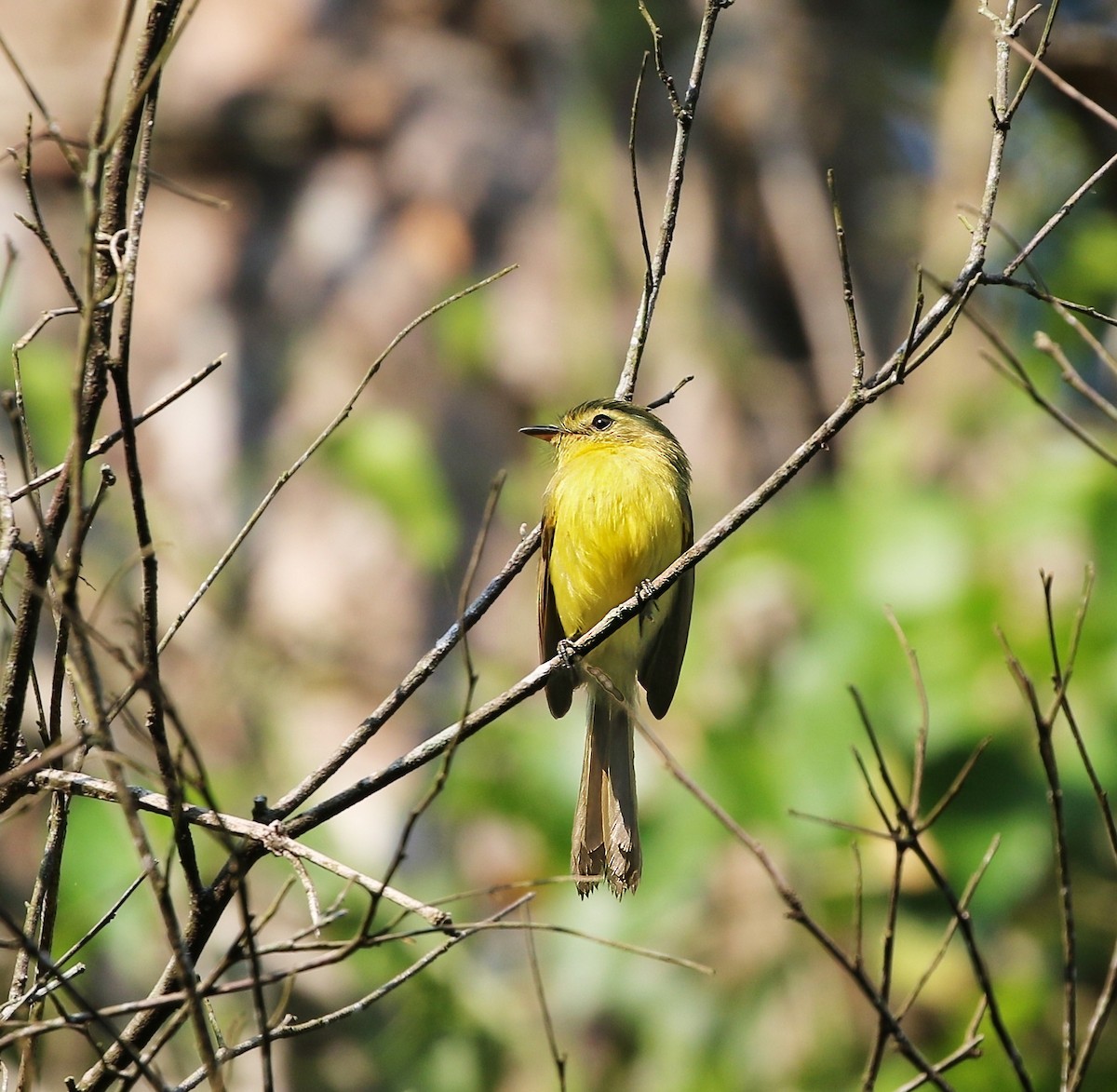 Mosquerito Amarillo - ML623102048