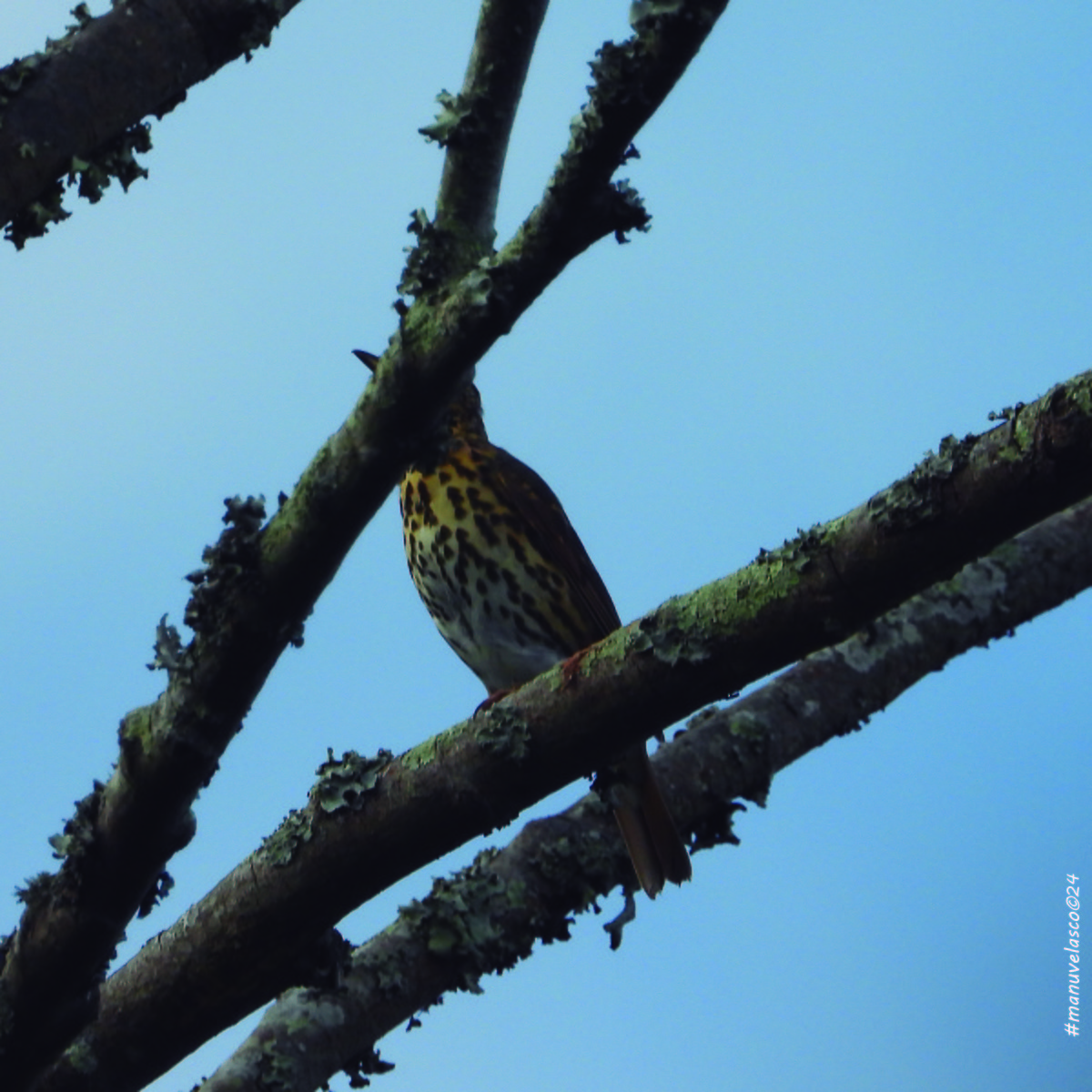 Song Thrush - Manuel Velasco Graña