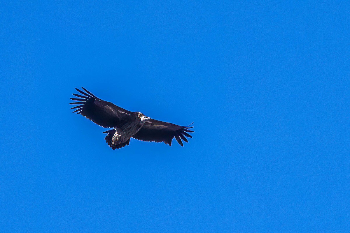 Himalayan Griffon - ML623102096