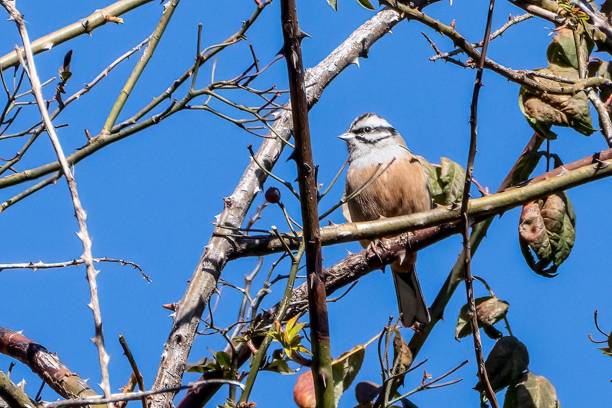 Rock Bunting - ML623102102