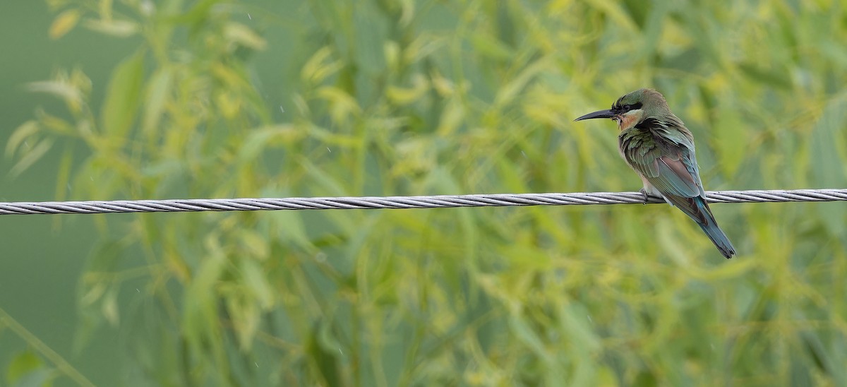 Blue-tailed Bee-eater - ML623102178