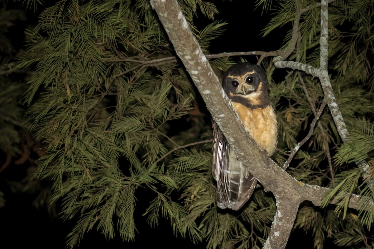 Tawny-browed Owl - ML623102180