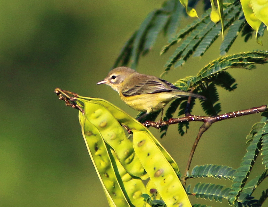 Prairie Warbler - ML623102186