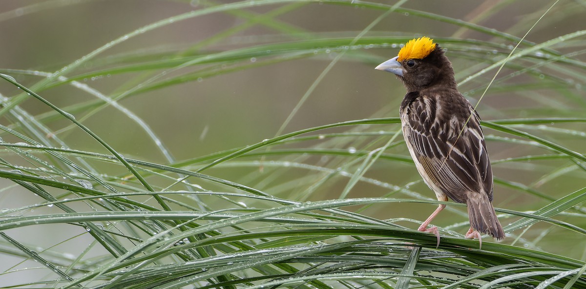 Black-breasted Weaver - ML623102195