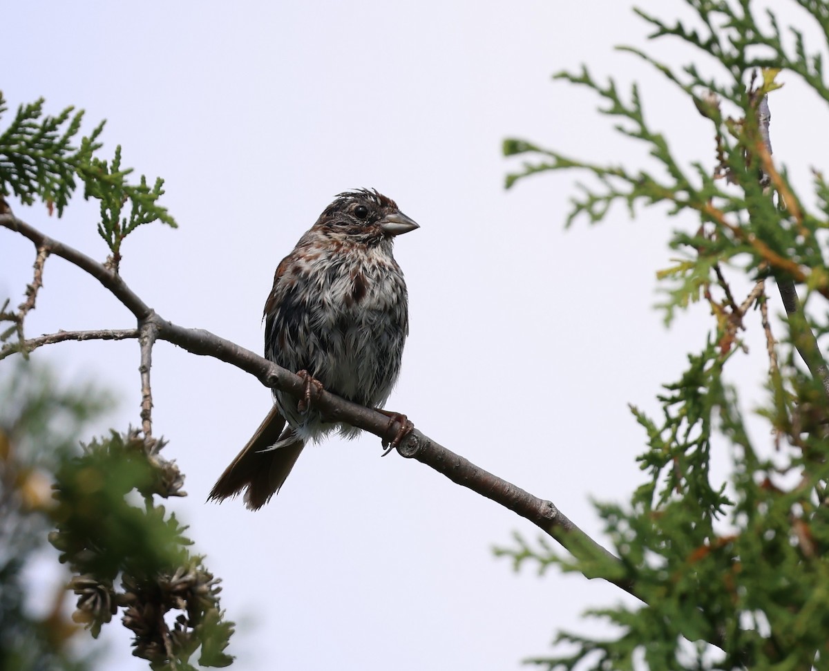 Song Sparrow - ML623102203