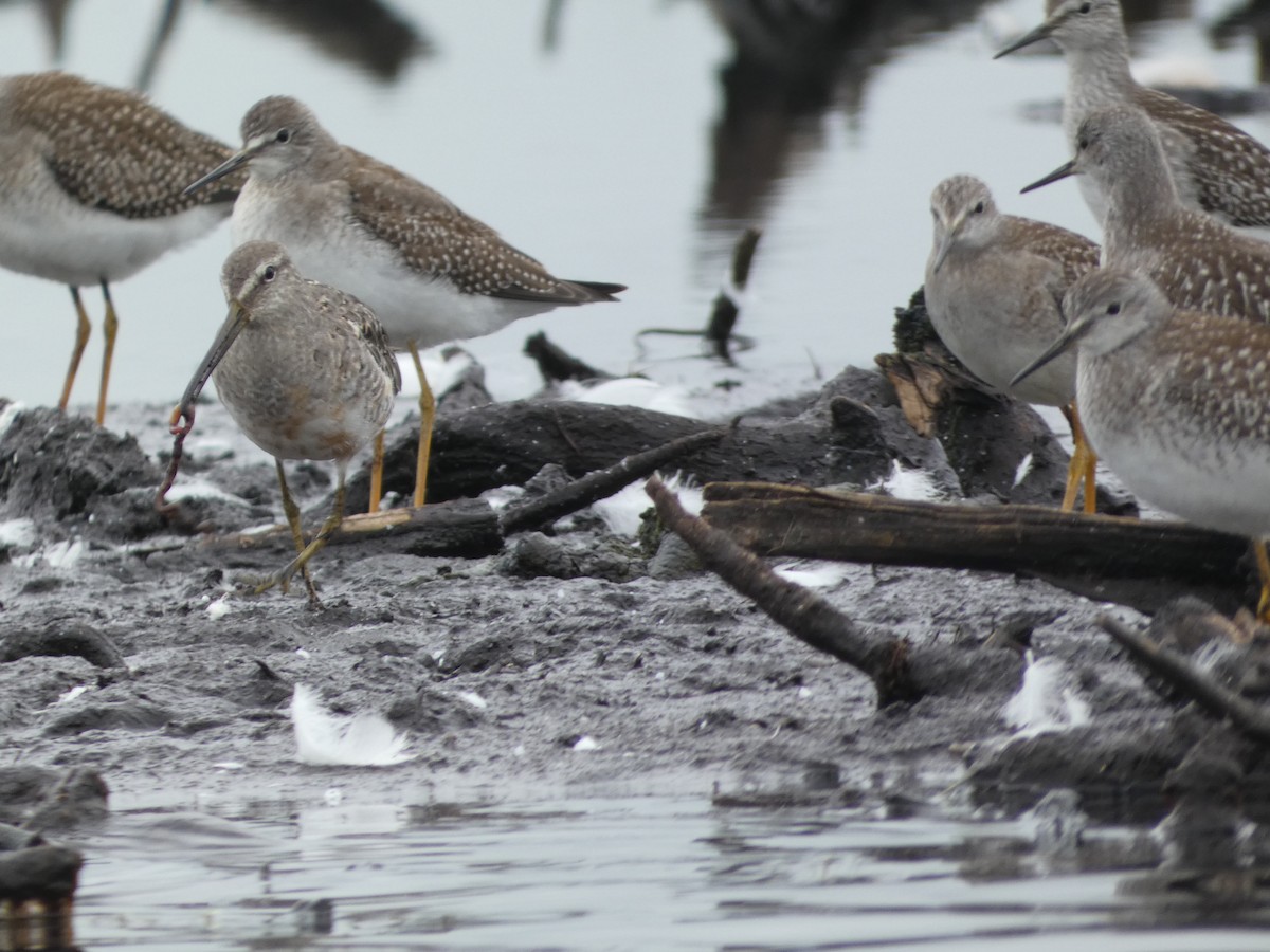 Long-billed Dowitcher - ML623102215