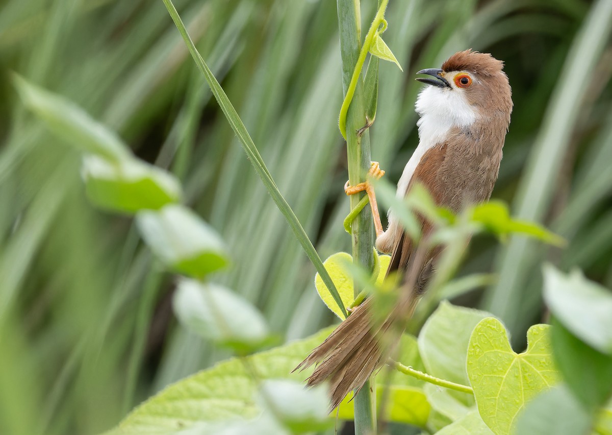 Yellow-eyed Babbler - ML623102235