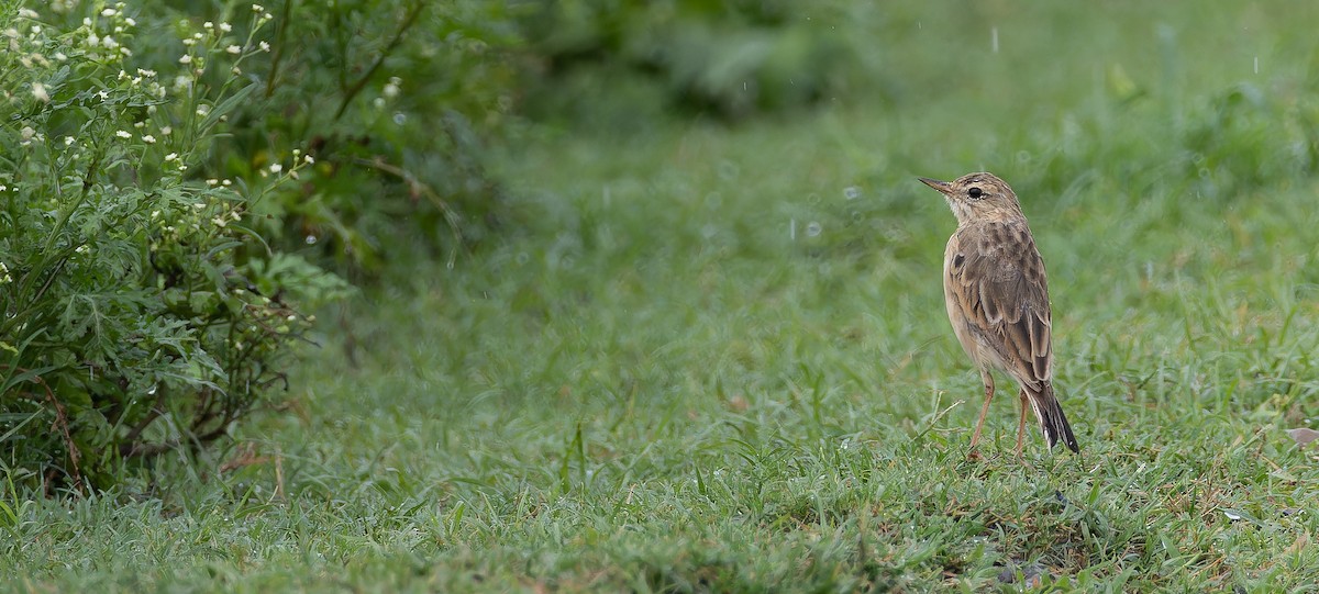 Paddyfield Pipit - ML623102265