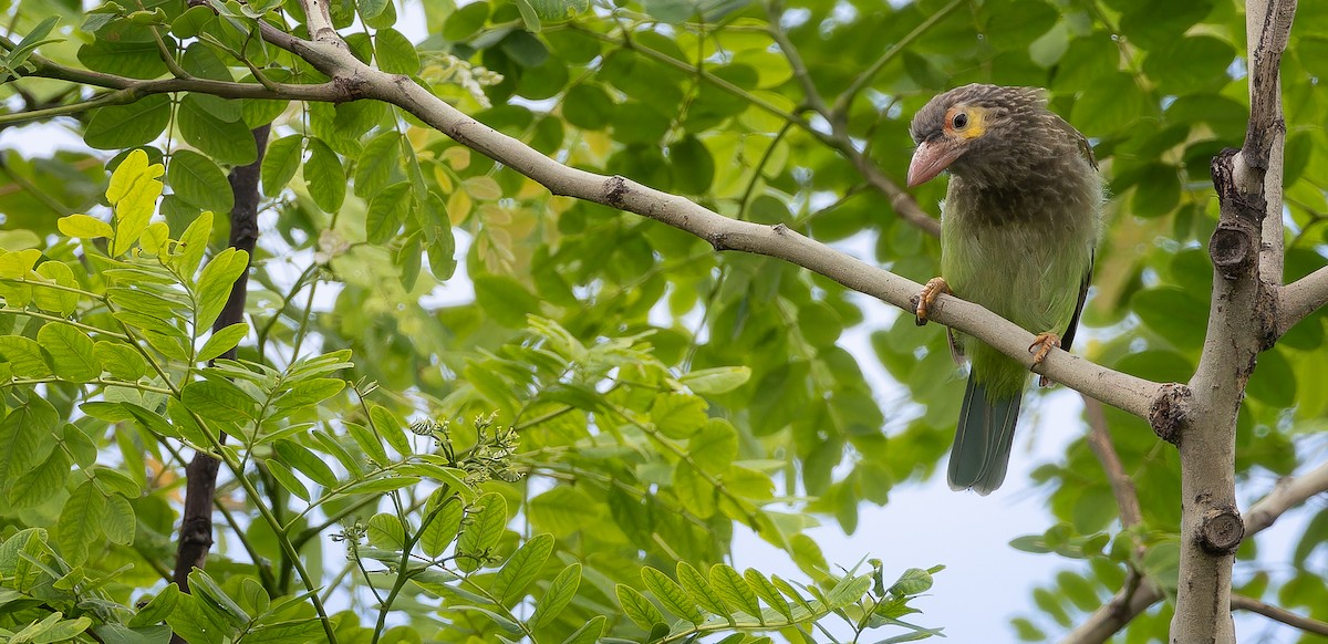 Brown-headed Barbet - ML623102290