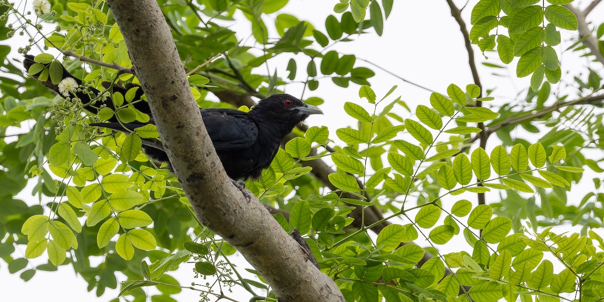 Asian Koel - Friedemann Arndt