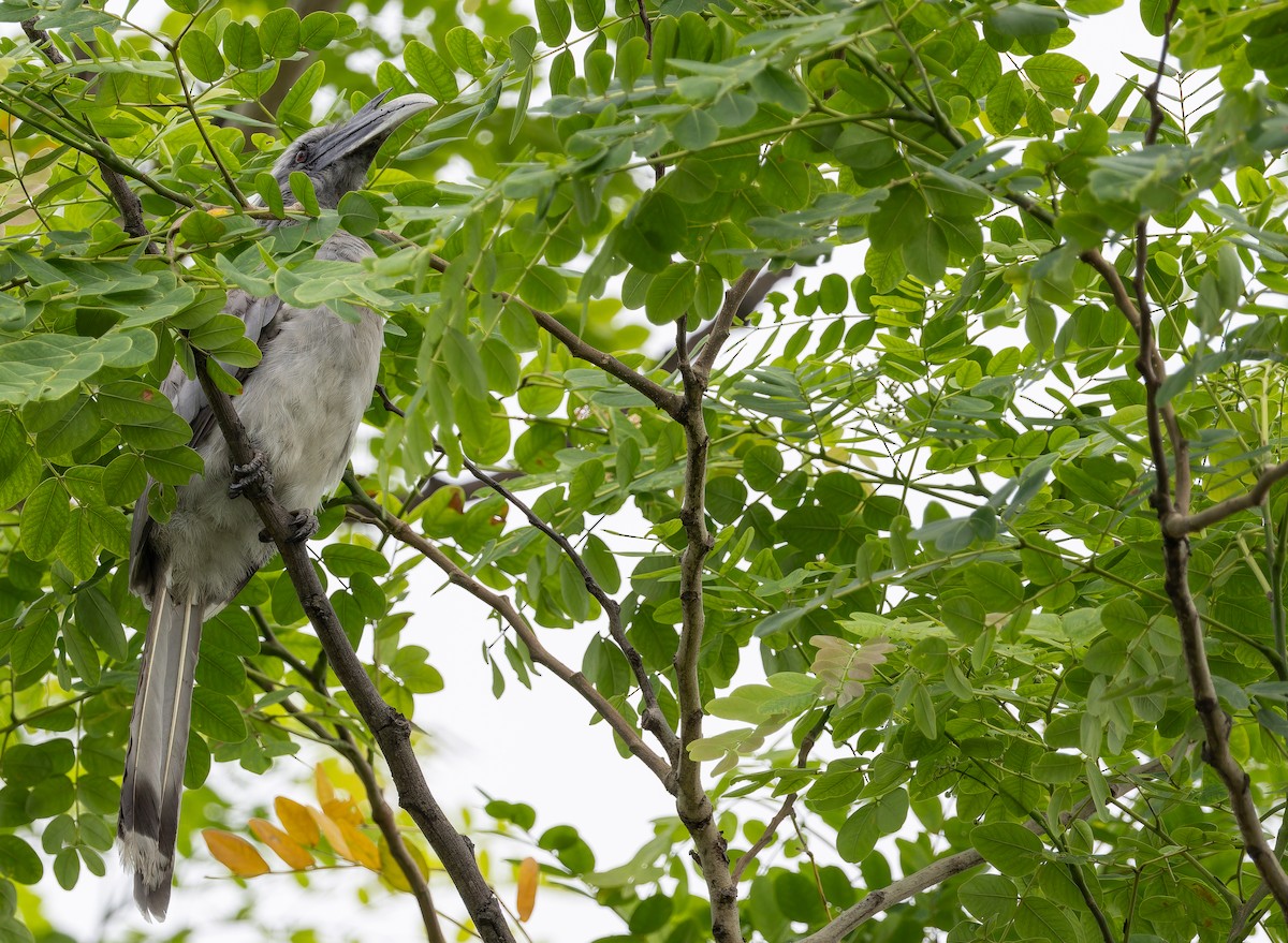 Indian Gray Hornbill - ML623102300