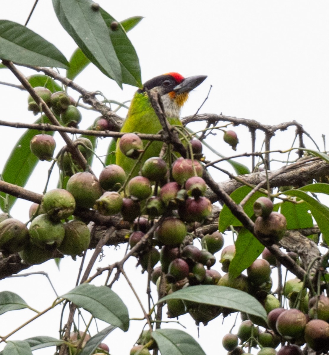 barbet žlutohrdlý - ML623102314