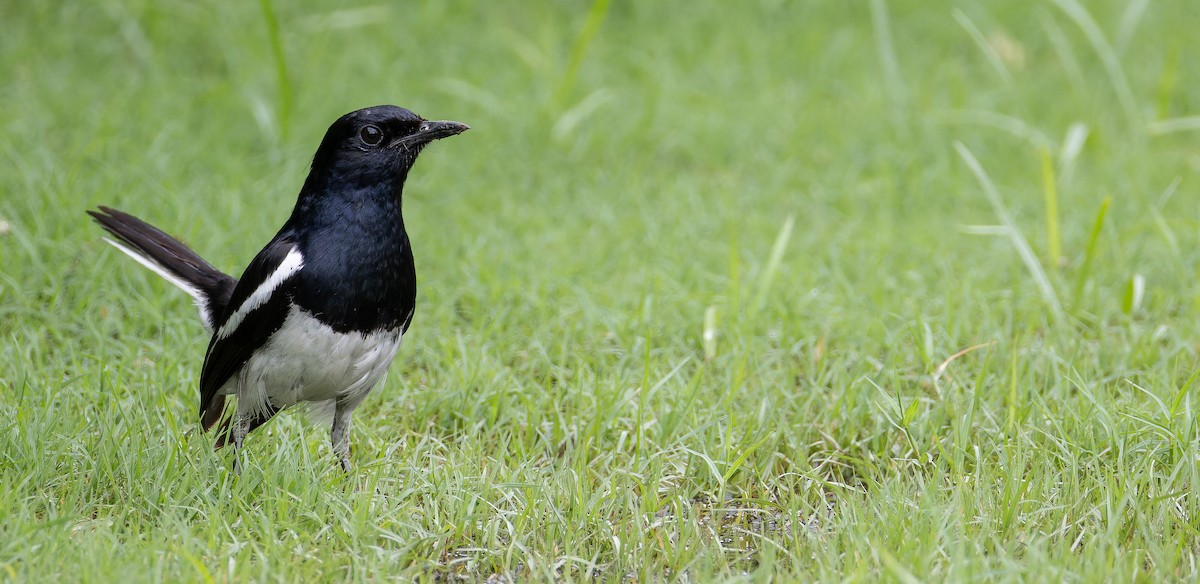 Oriental Magpie-Robin - ML623102322