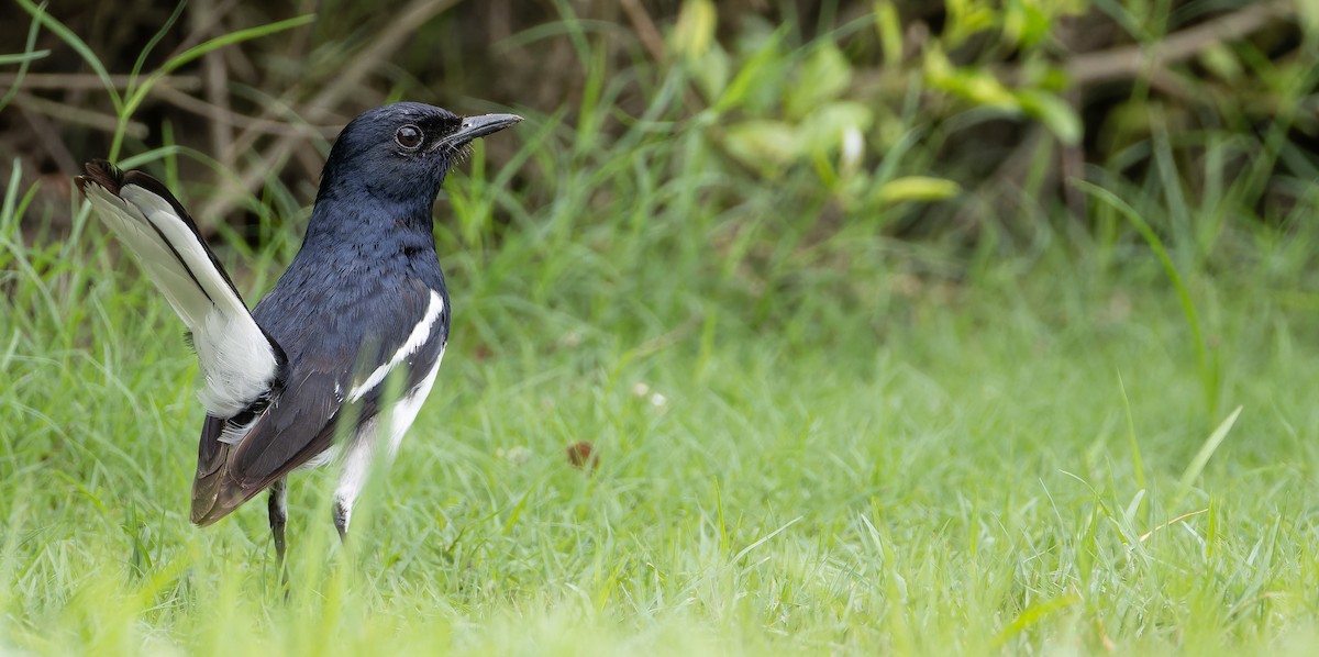 Oriental Magpie-Robin - ML623102325