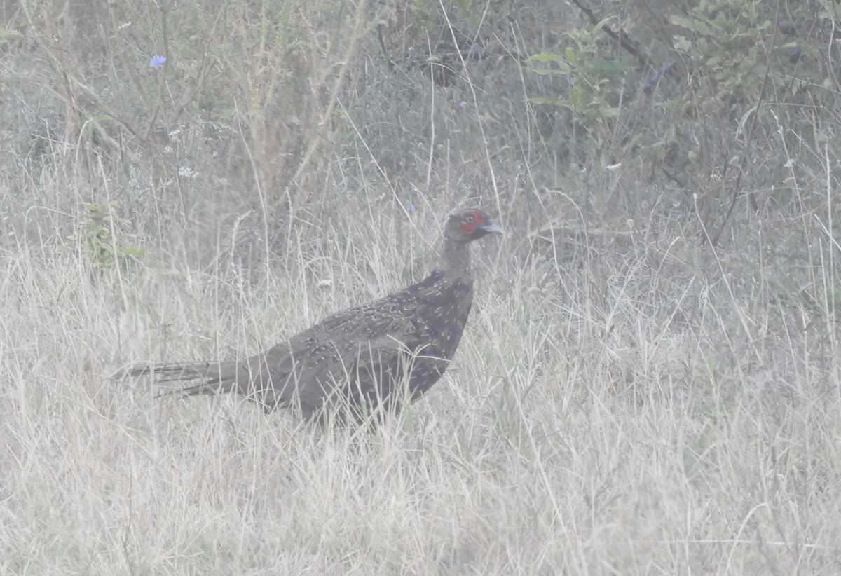 Ring-necked Pheasant - ML623102345