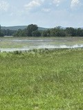 Glossy/White-faced Ibis - ML623102346