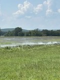 Glossy/White-faced Ibis - ML623102347