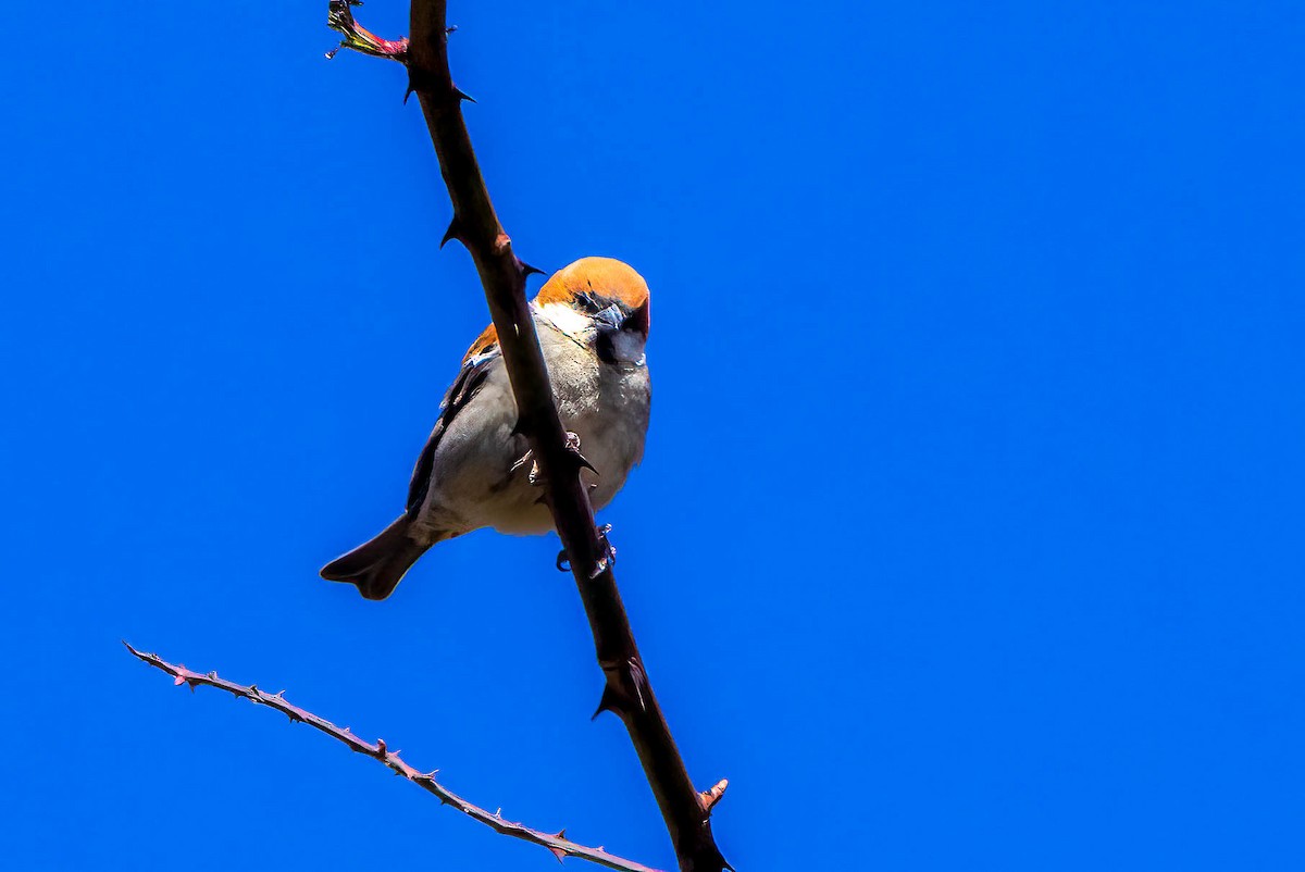 Russet Sparrow - ML623102364