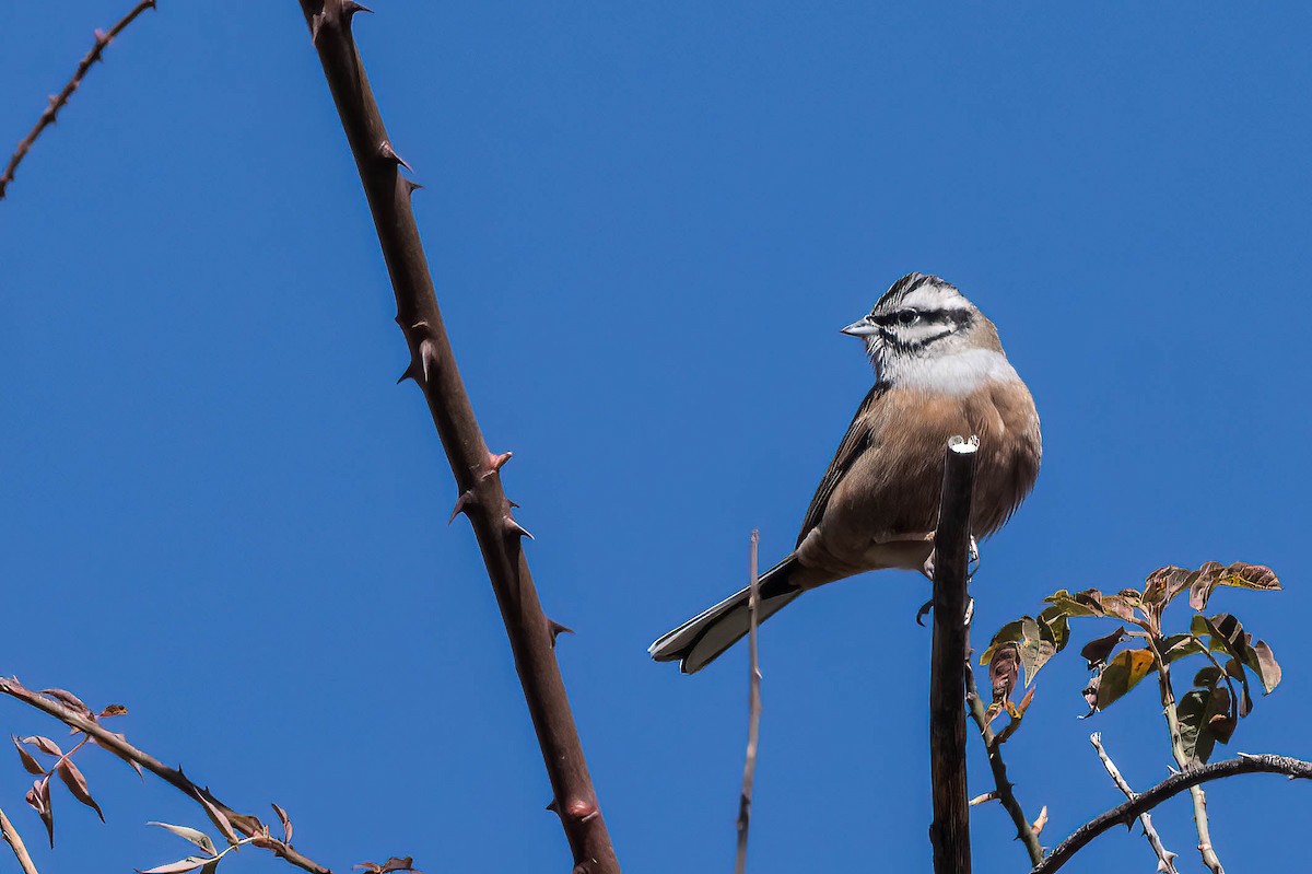 Rock Bunting - Gustino Lanese