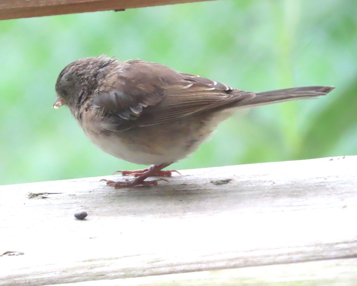 Dark-eyed Junco - ML623102381