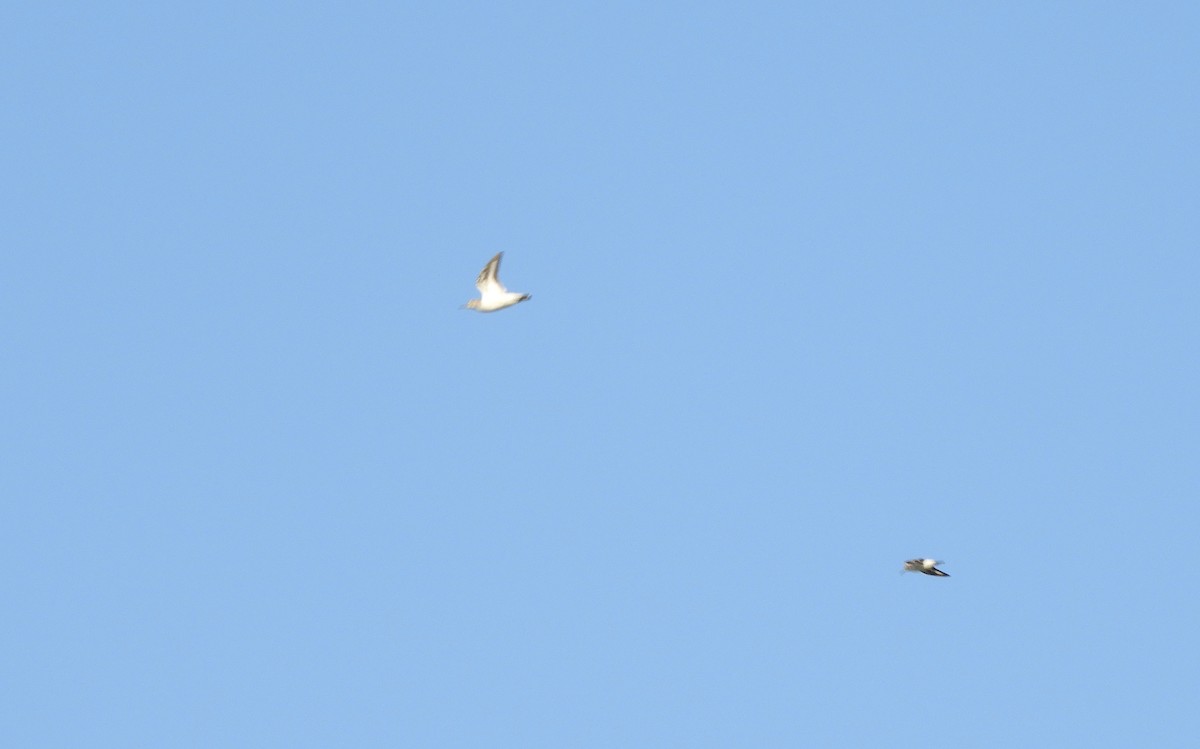 Common Sandpiper - Miroslav Mareš