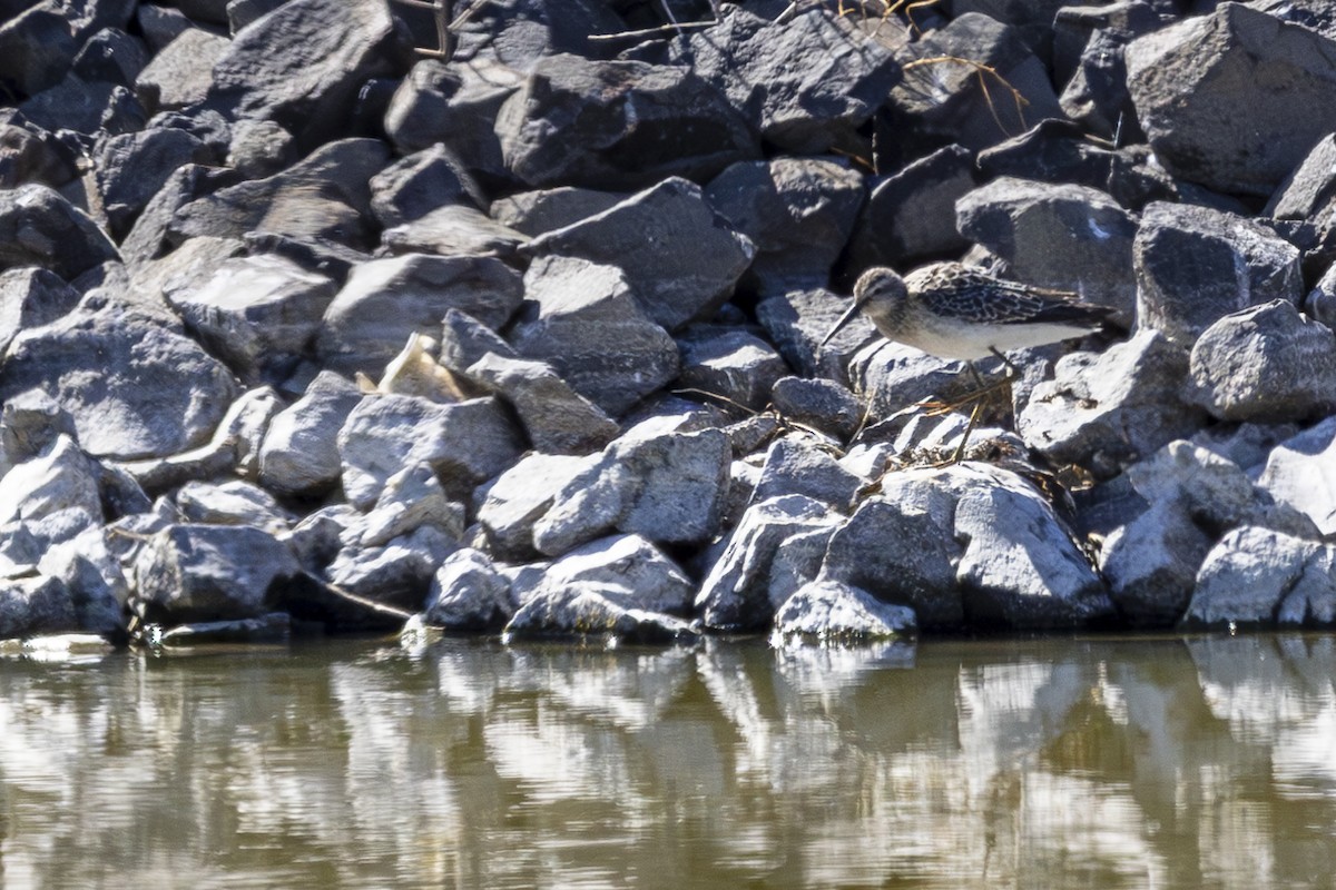 Stilt Sandpiper - ML623102444