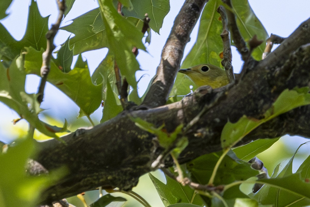 Yellow Warbler - ML623102464