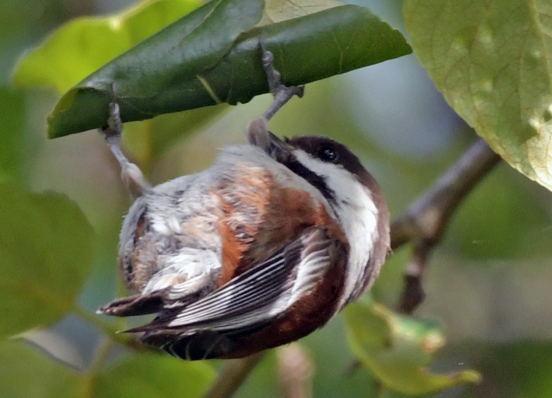 Chestnut-backed Chickadee - Connie Galey