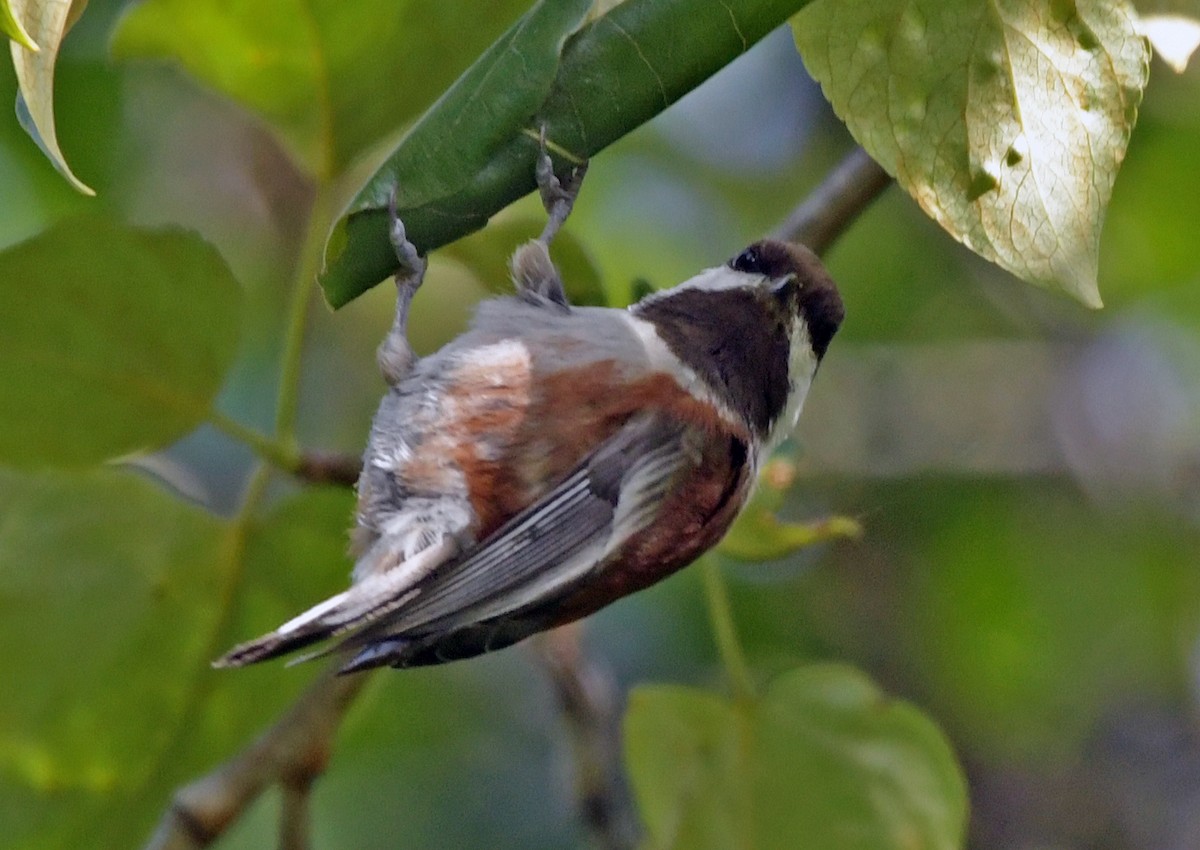 Chestnut-backed Chickadee - Connie Galey