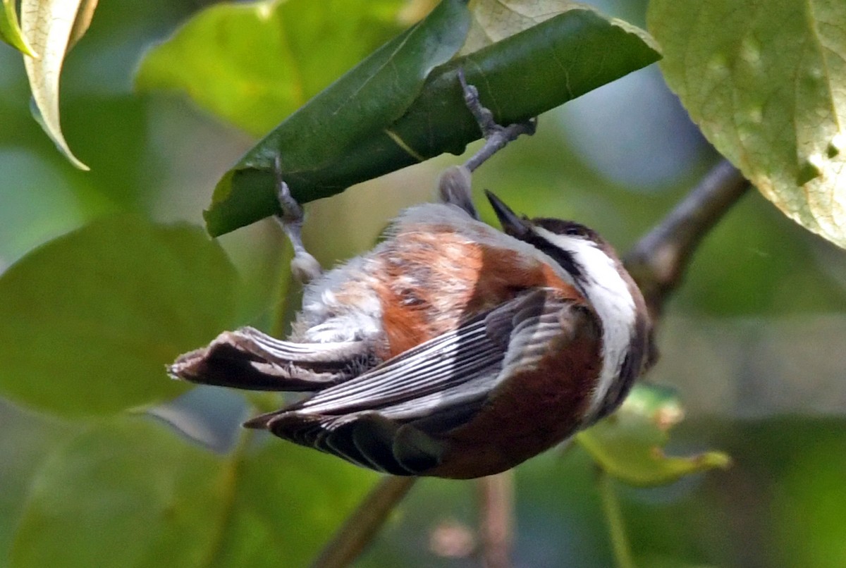 Chestnut-backed Chickadee - ML623102467