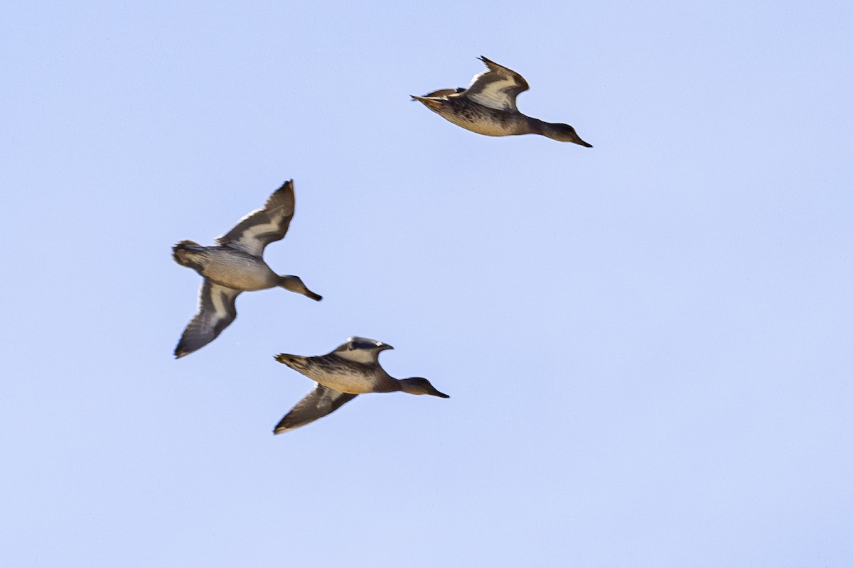 Green-winged Teal - ML623102478