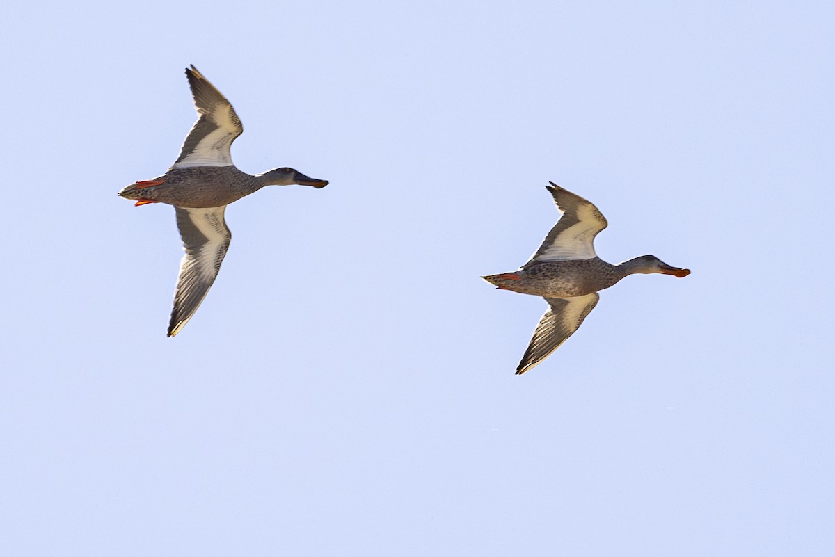 Northern Shoveler - ML623102479