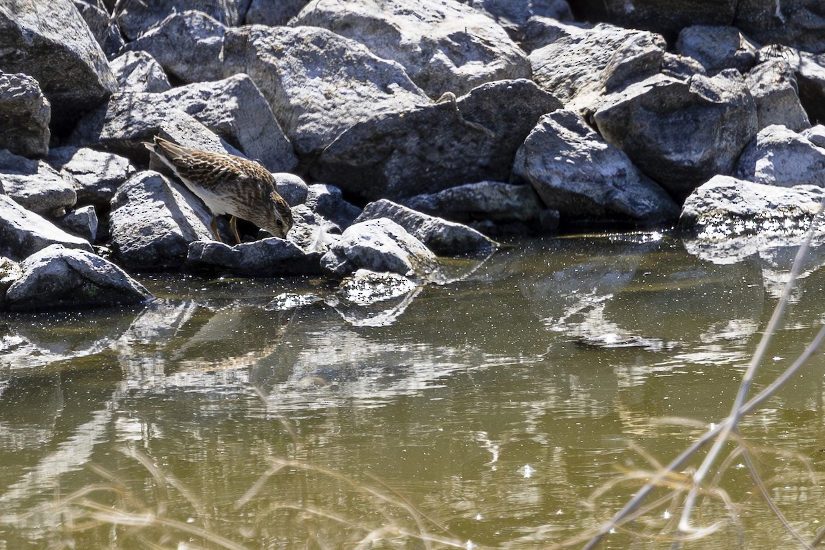 Least Sandpiper - ML623102485