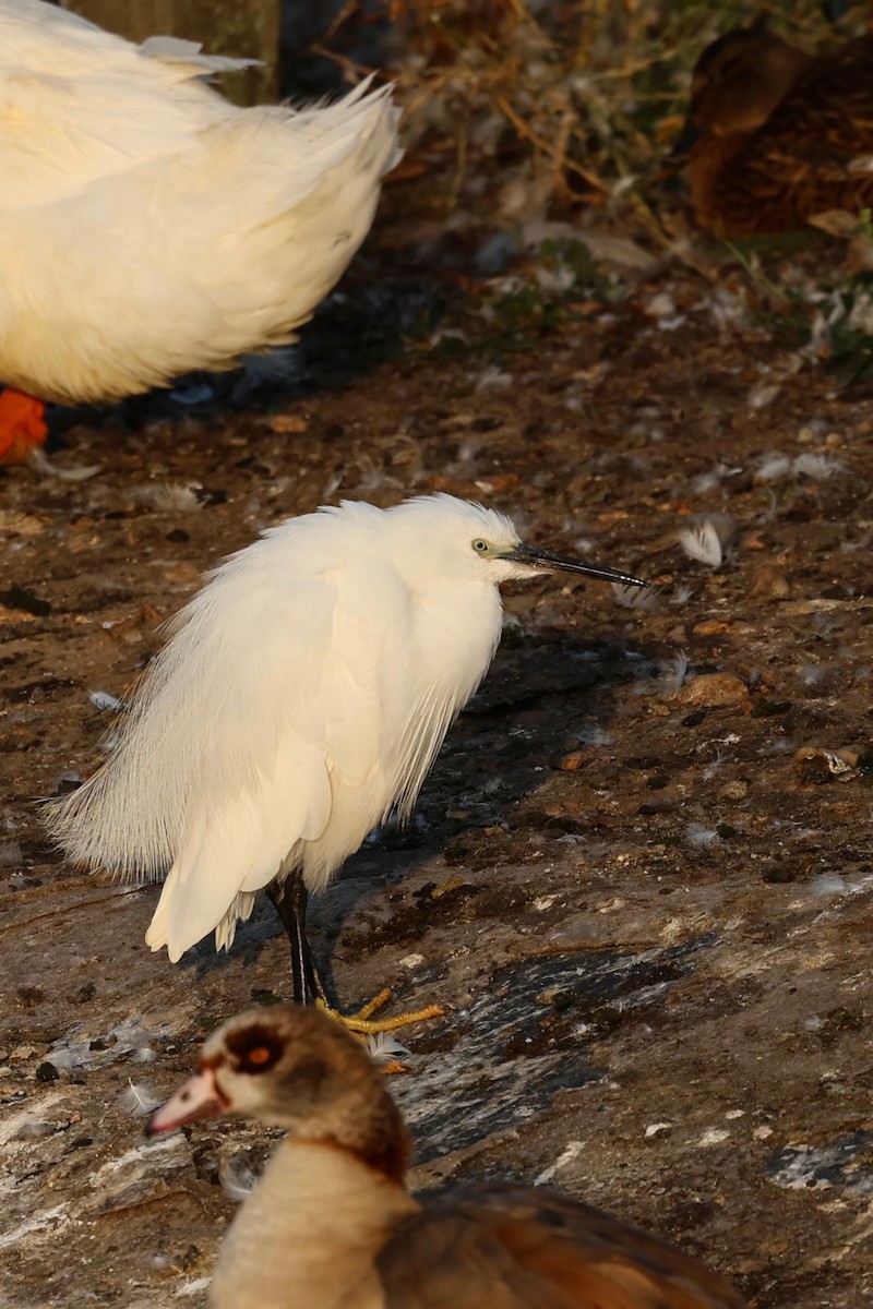 Little Egret - ML623102490