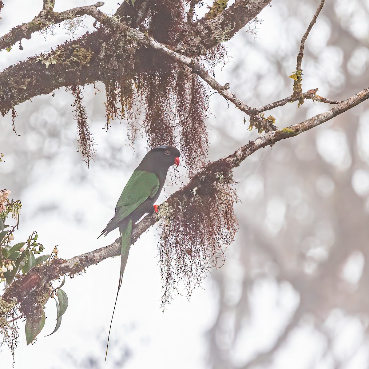 Stella's Lorikeet - ML623102521