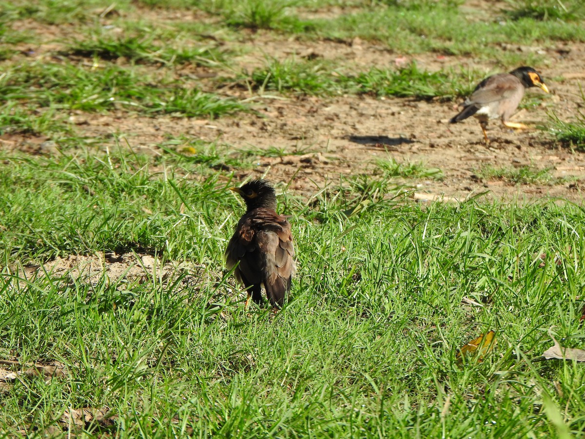 Common Myna - ML623102523