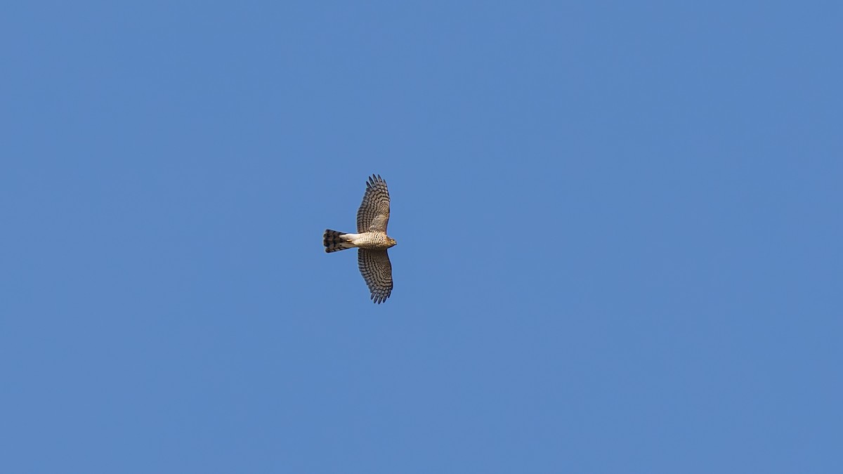 Eurasian Sparrowhawk - Peter Kennerley