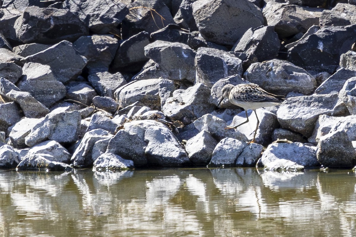 Stilt Sandpiper - ML623102536