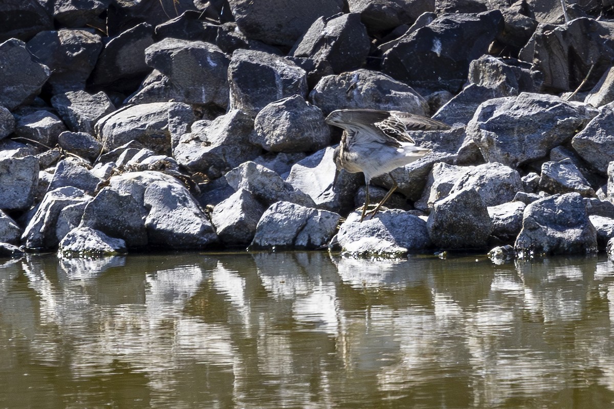 Stilt Sandpiper - ML623102540