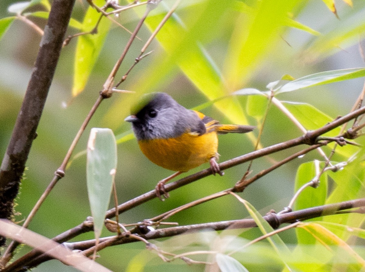 Golden-breasted Fulvetta - ML623102653